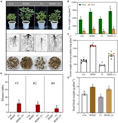 Pseudomonas chlororaphis IRHB3 assemblies <mark class="highlighted">beneficial microbes</mark> and activates JA-mediated resistance to promote nutrient utilization and inhibit pathogen attack